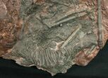 Large x Scyphocrinites Crinoid Plate - Morocco #10466-6